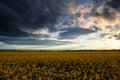 Rapeseed flowers at evening. Beautiful sunset with dark blue sky, bright sunlight and clouds