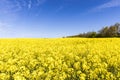 Rapeseed flowers field Royalty Free Stock Photo