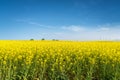 Rapeseed flowers field in spring Royalty Free Stock Photo