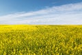 Rapeseed flowers field in spring Royalty Free Stock Photo