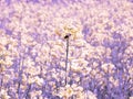 Rapeseed flowers field. Village life. Abandoned places. Forgotten people. natural living. Royalty Free Stock Photo