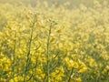 Rapeseed flowers field. Village life. Abandoned places. Forgotten people. natural living. Royalty Free Stock Photo