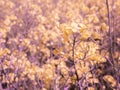 Rapeseed flowers field. Village life. Abandoned places. Forgotten people. natural living. Royalty Free Stock Photo