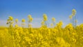 yellow rapeseed flowers in field in sunny day. canola grows on blue sky background