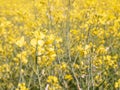 Rapeseed flowers field. Village life. Abandoned places. Forgotten people. natural living. Royalty Free Stock Photo