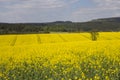 Rapeseed flowers on field in Vogtland, Germany