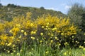 Rapeseed flowers in hill valley