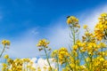 Rapeseed flowers and honey bee Royalty Free Stock Photo