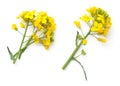 Rapeseed Flowers Isolated on White Background