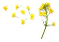 Rapeseed Flowers Isolated on White Background Royalty Free Stock Photo