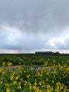 Rapeseed flowers with rain above