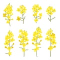 Rapeseed flowers set isolated on white background. Design elements of Brassica napus blossom, vector illustration