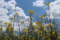Rapeseed flowers on a spring day in Germany Royalty Free Stock Photo