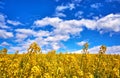 Rapeseed flowers on a yellow canola field with a blue sky and white clouds in the background Royalty Free Stock Photo