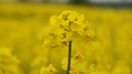 Rapeseed flwer in field in France