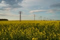 Rapeseed growing in field under a bleu sky Royalty Free Stock Photo