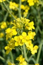 Flowering canola in spring field in May. Close up of yellow flowering canola in field. Royalty Free Stock Photo