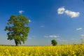 Rapeseed Landscape