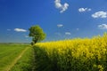 Rapeseed Landscape