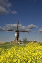 Rapeseed near the Broekmolen windmill Royalty Free Stock Photo