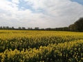 Rapeseed near Weeze Royalty Free Stock Photo