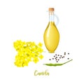 Rapeseed oil in bottle, canola blossom flowers and seeds and leaf. Card template text. Flowering colza. Brassica napus