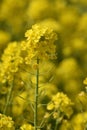 Rapeseed Oil or Canola Flowers Agriculture field in sunny day Royalty Free Stock Photo