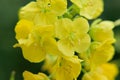 Rapeseed Oil or Canola Flowers closeup Royalty Free Stock Photo