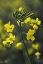 Rapeseed oil flower Royalty Free Stock Photo