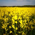 Rapeseed oil flower in the meadow Royalty Free Stock Photo