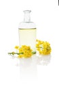 Rapeseed oil and flower. Royalty Free Stock Photo