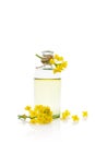 Rapeseed oil and flower. Royalty Free Stock Photo