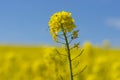 rapeseed oil plant in field on bright sunny day with blue sky