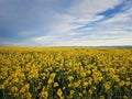 Rapeseed open field. Land with yellow canola flowers. Spring farmland seasonal blooming Royalty Free Stock Photo