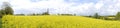 Panorama of a Rapeseed field taken in Devon England in Springtime Royalty Free Stock Photo