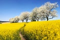 Rapeseed with parhway and alley cherry trees Royalty Free Stock Photo