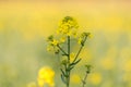 Rapeseed Plant In Flower Royalty Free Stock Photo