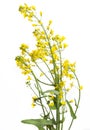 Rapeseed plant flowering Royalty Free Stock Photo