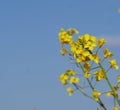Rapeseed plant flowering in full bloom against blue sky Royalty Free Stock Photo