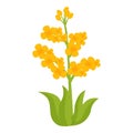 Rapeseed plant icon cartoon vector. Oil organic food Royalty Free Stock Photo