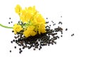 Rapeseed plant with yellow flowers and seeds. Mustard plant yellow blossom. Canola seeds and fresh canola flowers