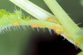 Rapeseed plants damaged by Caterpillar of Diamond-back moth (Plutella xylostella).