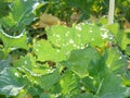 Rapeseed plants damaged by Caterpillar of Diamond-back moth (Plutella xylostella).