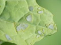 Rapeseed plants damaged by Caterpillar of Diamond-back moth (Plutella xylostella).