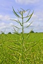 Rapeseed pods Royalty Free Stock Photo