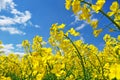 Canola agriculture Royalty Free Stock Photo