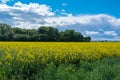 Rapeseed Almost Ready For Harvest