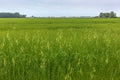 Rapeseed ready to bloom