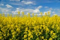 Rapeseed spring crop on farmland, member of the family Brassicaceae and cultivated mainly for its oil rich seed set against a dram Royalty Free Stock Photo