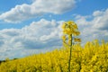 Rapeseed spring crop on farmland, member of the family Brassicaceae and cultivated mainly for its oil rich seed set against a dram Royalty Free Stock Photo